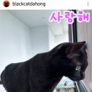 낭만 고양이 다홍 이미지