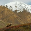 ＜세계의 명소＞ 미국 알래스카주 데날리 국립공원 이미지