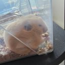 햄토피아천안