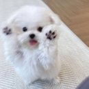 촌놈 네이버블로그