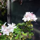 스텔라티스 이미지