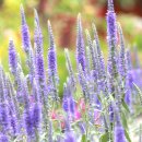 코스모스가든 이미지