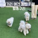 카페루하마 | 용인 동천동 고기리 강아지 동반 카페 “별똥구리” 이용 Tip 주차 후기