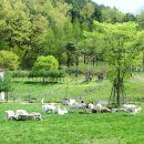 대곡목장 이미지