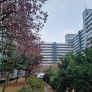 미성마트 | 구로 신도림 미성아파트 단지 리뷰 (25평 전세 계약)