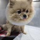 파크동물의료센터 이미지