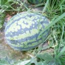 정화농장 이미지