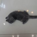 동물병원 닥터K 이미지