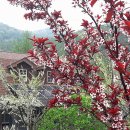 복사꽃마을영농조합법인 이미지