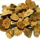 신비한 7~15년생 자연산 상황버섯의 종류별 모습들과 효능 이미지