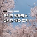 상하수도사업소 | 세종 조치원 벚꽃 명소 조천변 벚꽃길 개화 실시간 후기