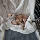 쿨펫동물병원 킨텍스점 이미지