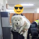 댕댕이 지구대 이미지