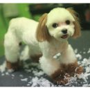 쁘띠 펫 살롱 이미지