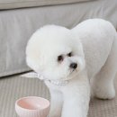 메종드슈슈 이미지