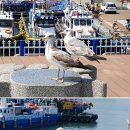 새들모텔 이미지