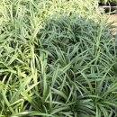 애란농장 이미지