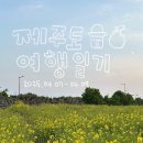 2025 April 제주도 혼자 여행기