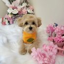 하리스펫 이미지