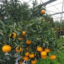 현승농장 | 현승이네 농장 천혜향 무료 이벤트 진행합니다.