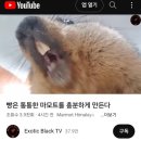 숭이의 4월-5월 중반