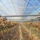 가지와나니 이미지