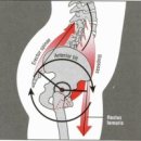 Pelvic-Tilt 이미지