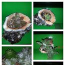 정동진썬게스트하우스 이미지