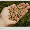 치매 치료 자연식품 세계 최초 밝혀냄(농업경제신문) 이미지