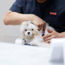 미사서울동물병원 이미지