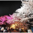 전주 동물원 벚꽃 야경 이미지