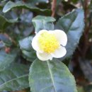 설아다원 이미지