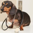 광주첨단YB동물병원 이미지