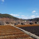 명암지석묘군 이미지