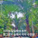 봄 숲으로 가자 | 태국 끄라비 여행 가볼만한 곳 맹그로브 숲 속에서 카약킹 끌롱 루트