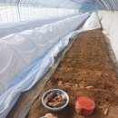 예은 농장 이미지