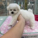 야옹아 멍멍해봐 동탄하나로점 이미지