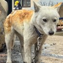 이동가축병원 이미지