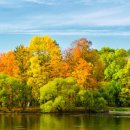 단풍나무 이미지