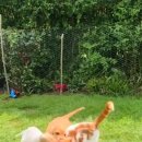 강아지삼촌 이미지