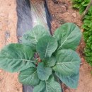 원농장1 이미지