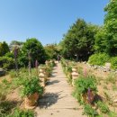 애견샵 어린왕자 이미지