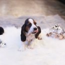 바셋하운드 이미지