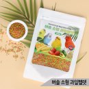 블루과일