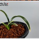 한국춘란 재테크 지리산난원에서 구매하세요