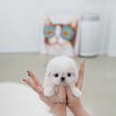 강아지풍경 | 경기광주강아지분양 매력있는 알로하펍앤코 방문 후기