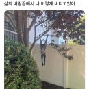나디