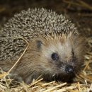 고슴도치한의원 이미지