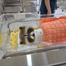 대구 효성병원 제왕절개 6박7일 입원 후기 (2-7일차)