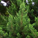 향나무로 이미지